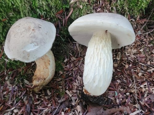 Retiboletus griseus