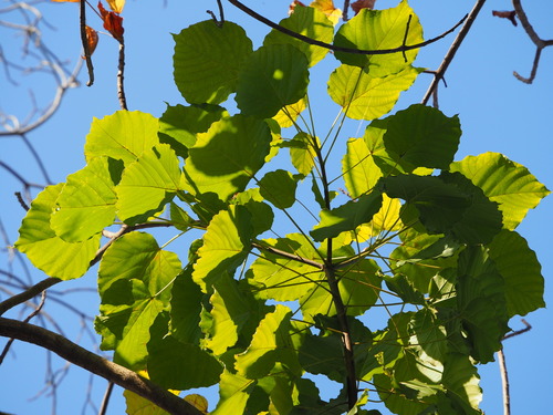 Reutealis trisperma