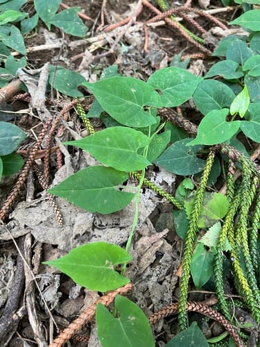 Reynoutria multiflora