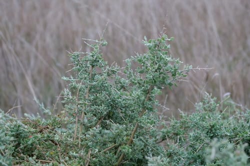 Rhagodia spinescens