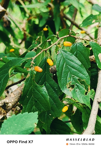 Rhamnella franguloides