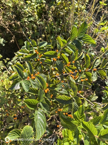Rhamnella franguloides