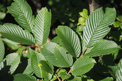 Rhamnus alpina