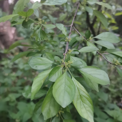 Rhamnus globosa