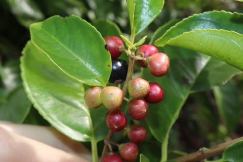 Rhamnus napalensis