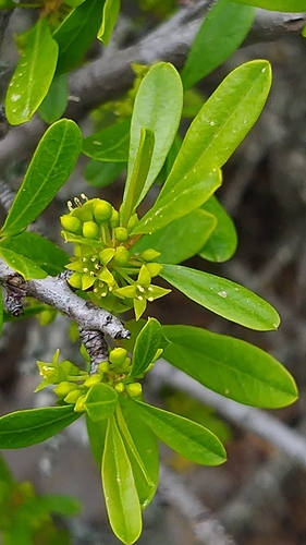 Rhamnus oleoides subsp. graecus