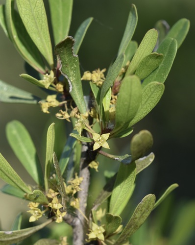 Rhamnus oleoides