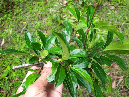 Rhamnus virgata