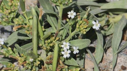Rhazya stricta