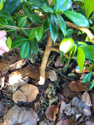 Rheedia acuminata