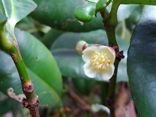 Rheedia acuminata