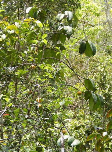 Rheedia lateriflora
