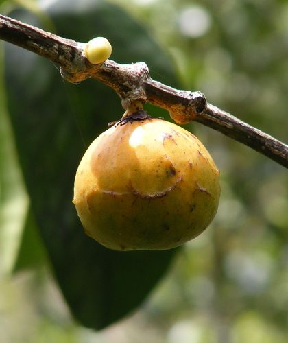 Rheedia lateriflora