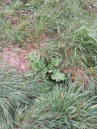 Rheum rhaponticum