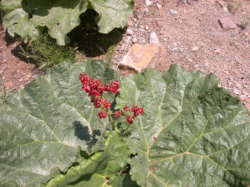 Rheum ribes