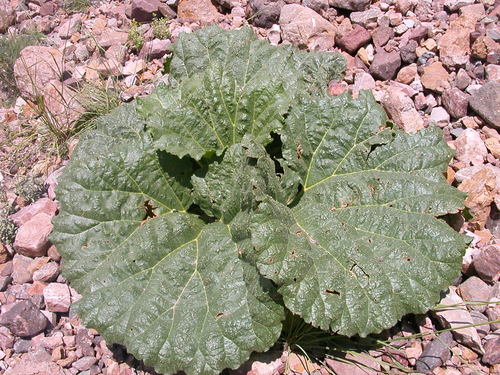 Rheum ribes