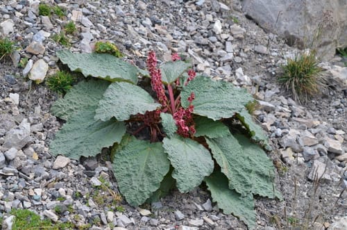 Rheum spiciforme