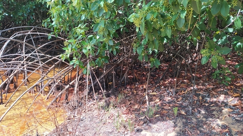 Rhizophora racemosa