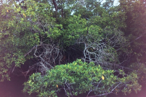 Rhizophora racemosa