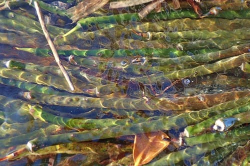 Rhizophora stylosa