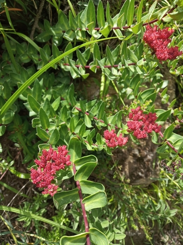Rhodiola bupleuroides