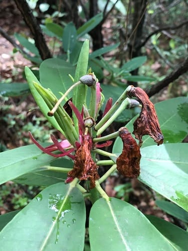 Rhododendron decorum