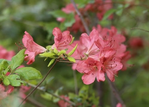 Rhododendron kaempferi