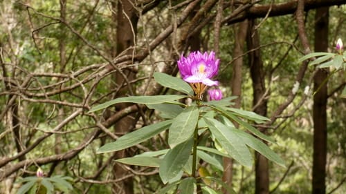 Rhododendron ponticum