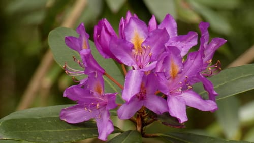 Rhododendron ponticum