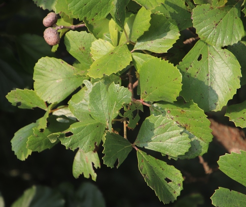 Rhoicissus tridentata