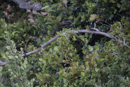Rhoicissus tridentata