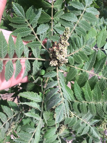 Rhus coriaria
