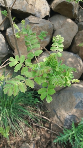Rhus coriaria