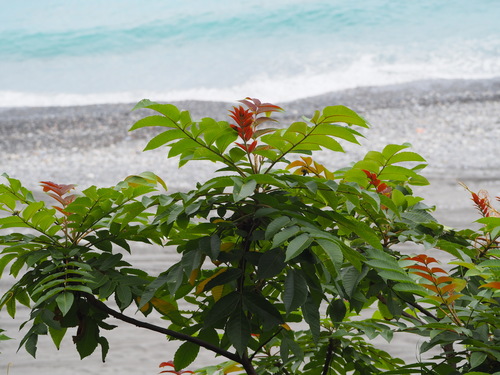 Rhus javanica