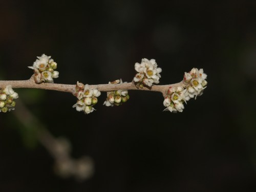 Rhus microphylla