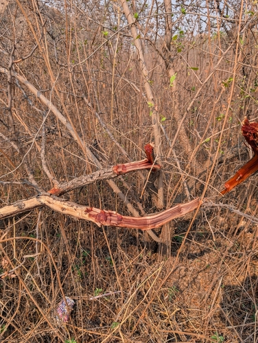 Rhus mysorensis