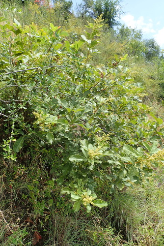 Rhus ruspolii