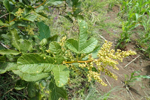 Rhus ruspolii