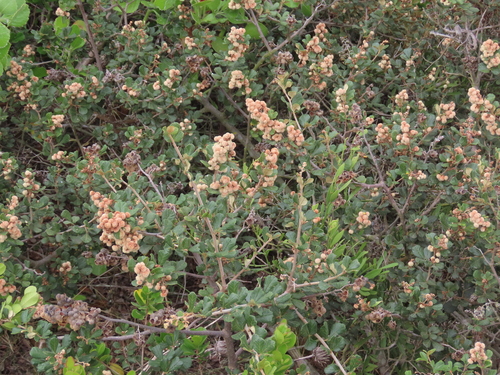 Rhus sinuata