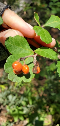 Rhus trilobata