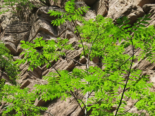 Rhus verniciflua