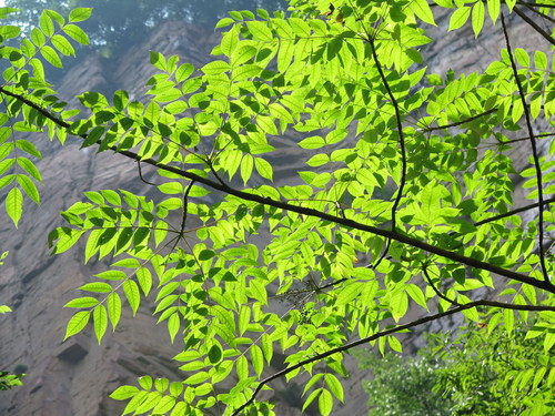 Rhus verniciflua