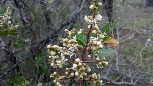 Rhus virens