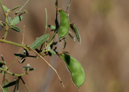 Rhynchosia totta