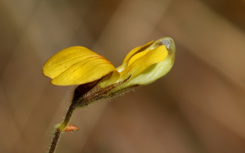 Rhynchosia totta