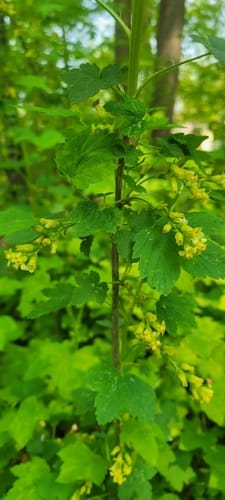 Ribes americanum