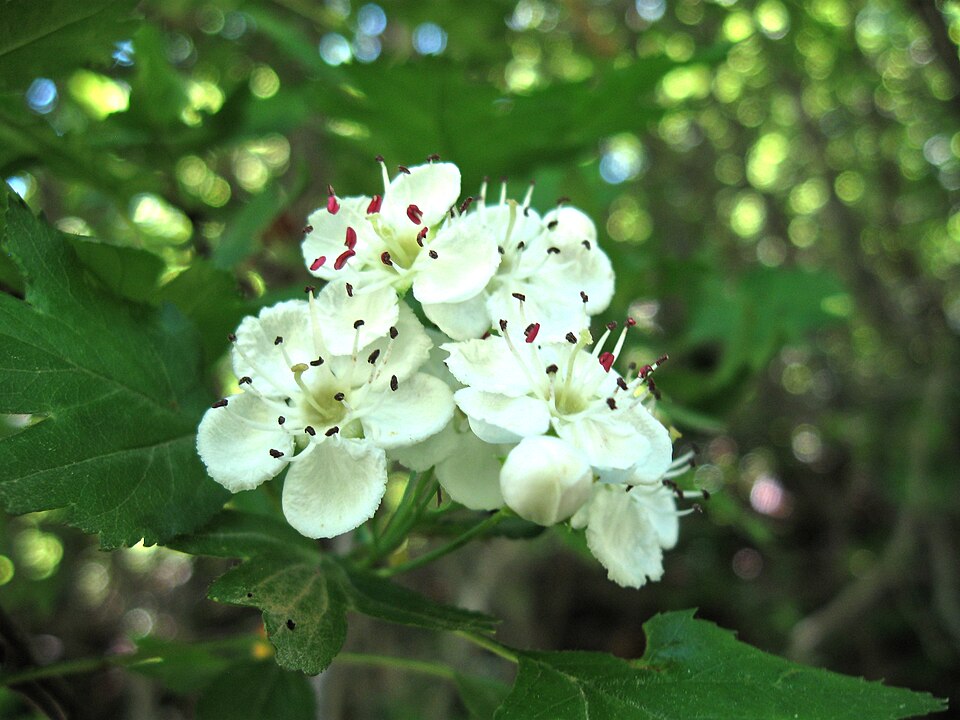 Ribes armenum
