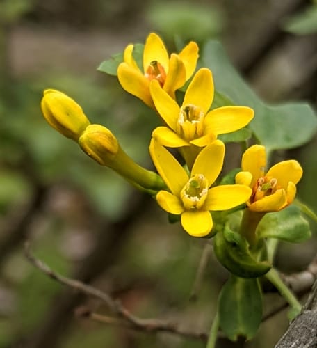 Ribes aureum