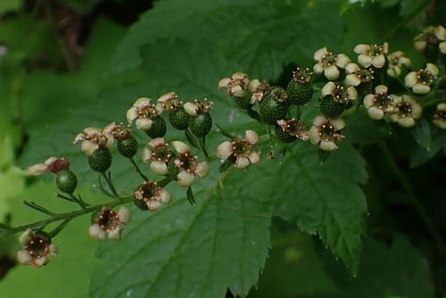 Ribes bracteosum