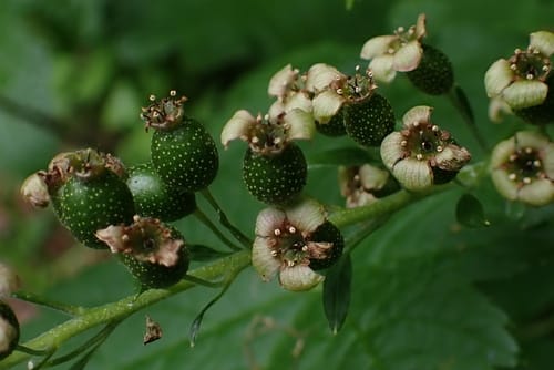 Ribes bracteosum